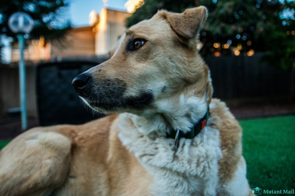 Close Up Photo of Tan and White Dog