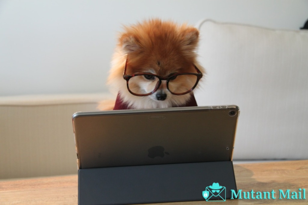 brown and white long coated small dog wearing eyeglasses on black laptop computer